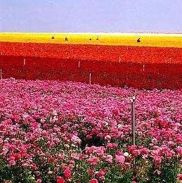 【第一视角】《永劫无间》职业联赛NBPL常规赛6月4日赛事